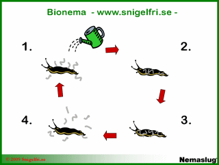 Nematodens livscykel - från behandling till egen förökning