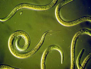 Nematoder